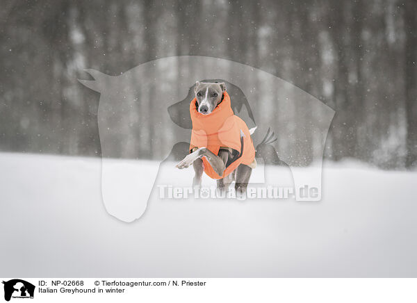 Italian Greyhound in winter / NP-02668