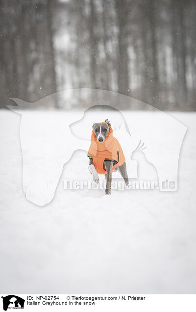 Italian Greyhound in the snow / NP-02754
