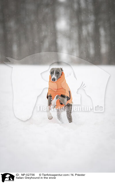 Italian Greyhound in the snow / NP-02756