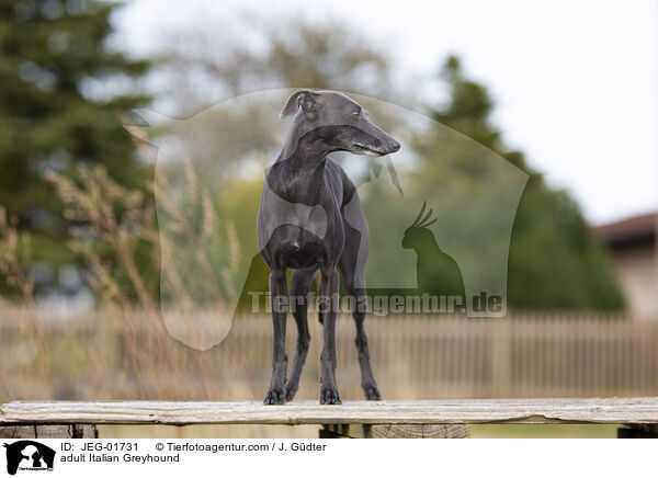 adult Italian Greyhound / JEG-01731