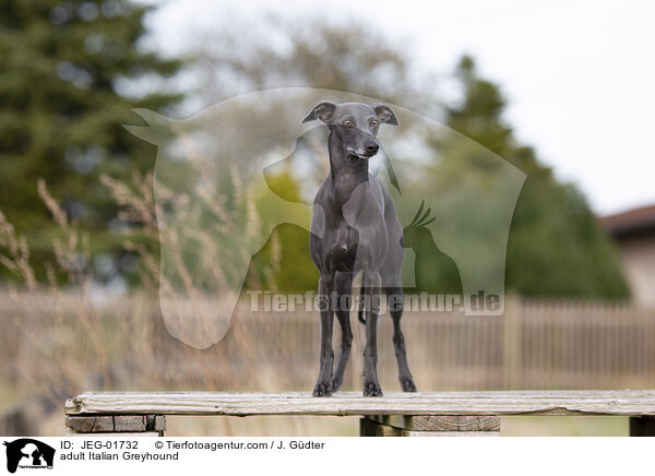 adult Italian Greyhound / JEG-01732