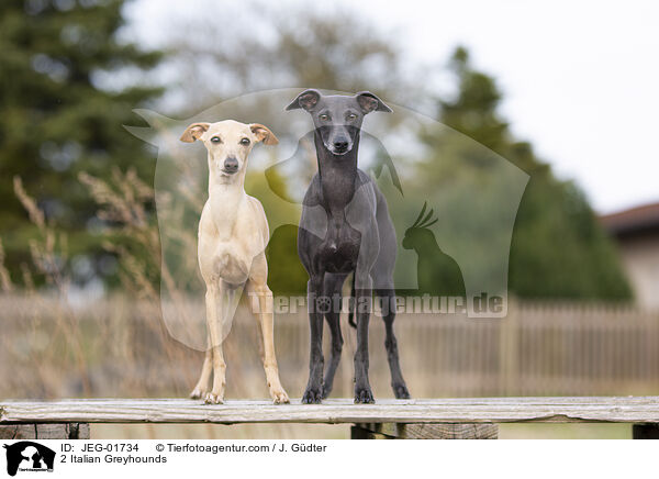 2 Italian Greyhounds / JEG-01734
