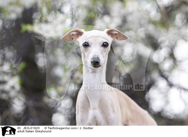 adult Italian Greyhound / JEG-01820
