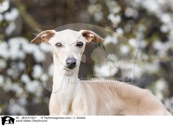 adult Italian Greyhound / JEG-01821