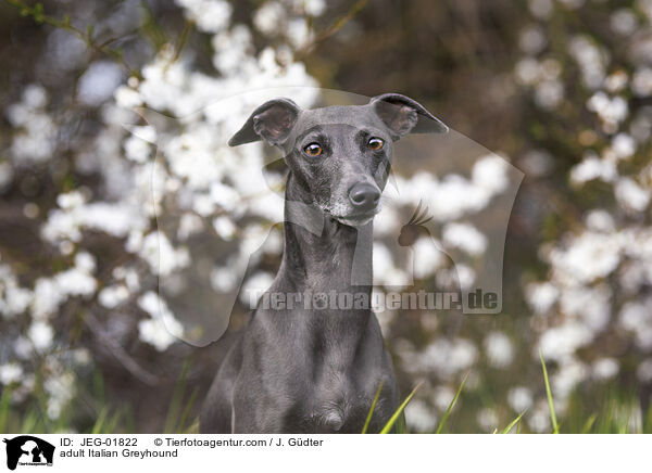 adult Italian Greyhound / JEG-01822