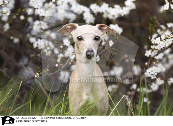 adult Italian Greyhound / JEG-01823