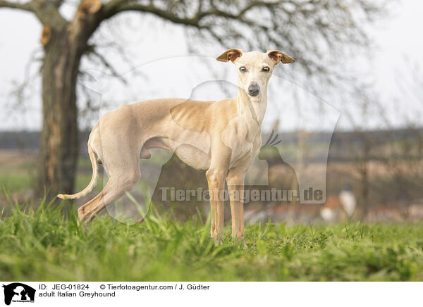 adult Italian Greyhound / JEG-01824