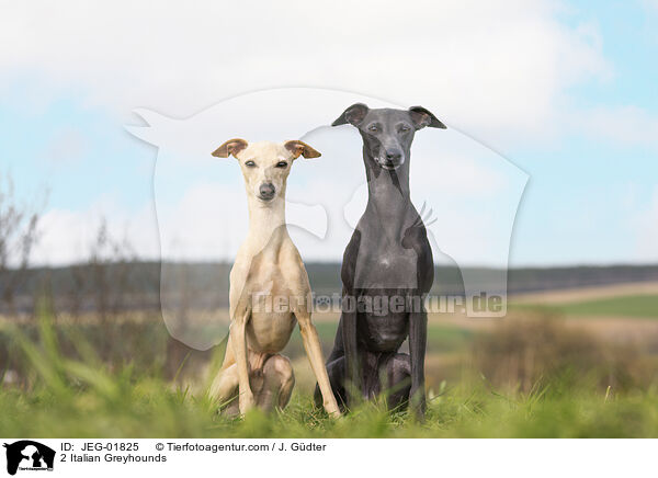 2 Italian Greyhounds / JEG-01825