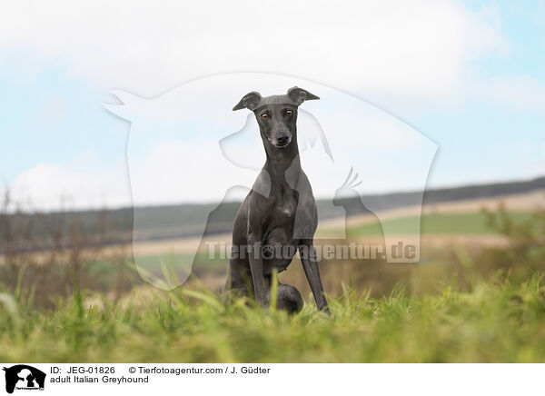 adult Italian Greyhound / JEG-01826