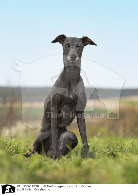adult Italian Greyhound / JEG-01828