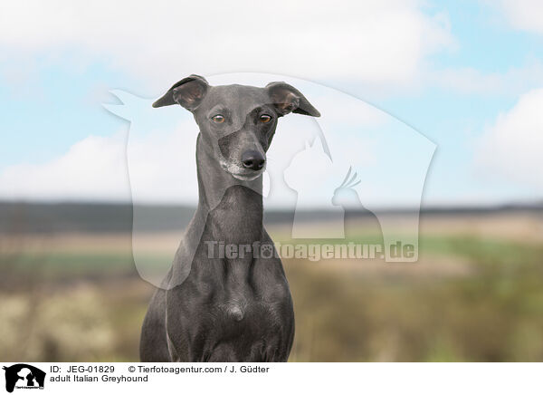 adult Italian Greyhound / JEG-01829