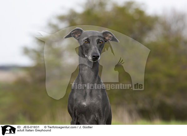 adult Italian Greyhound / JEG-01831