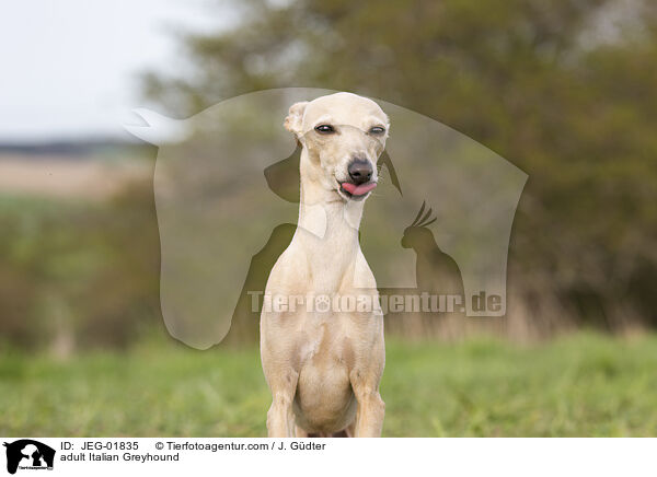 adult Italian Greyhound / JEG-01835