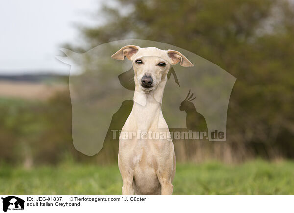 adult Italian Greyhound / JEG-01837