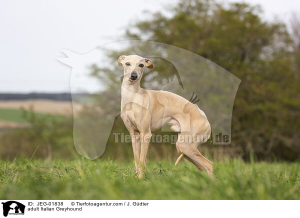 adult Italian Greyhound / JEG-01838