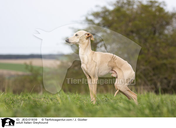 adult Italian Greyhound / JEG-01839