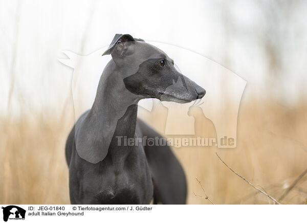 adult Italian Greyhound / JEG-01840
