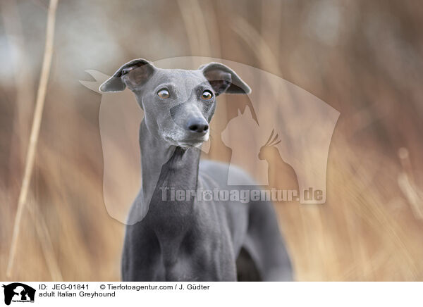 adult Italian Greyhound / JEG-01841