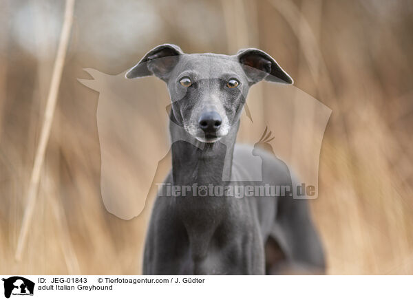 adult Italian Greyhound / JEG-01843