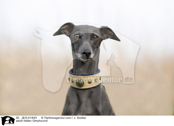 adult Italian Greyhound / JEG-01845