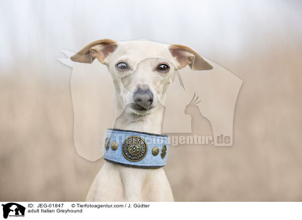 adult Italian Greyhound / JEG-01847