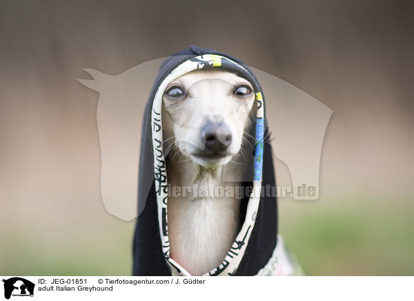 adult Italian Greyhound / JEG-01851