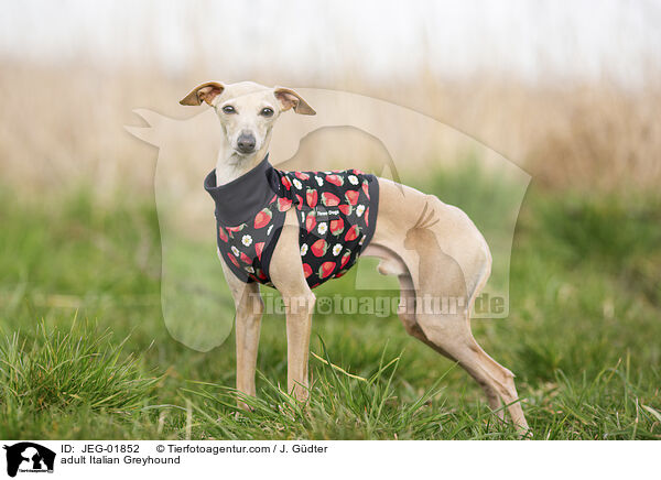 adult Italian Greyhound / JEG-01852