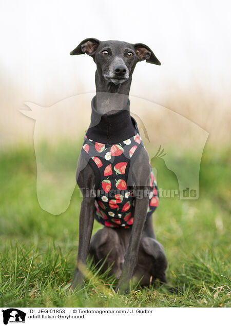 adult Italian Greyhound / JEG-01853