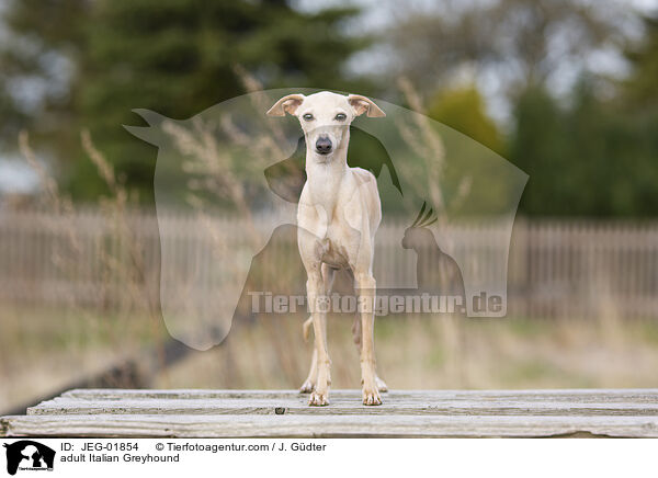 adult Italian Greyhound / JEG-01854