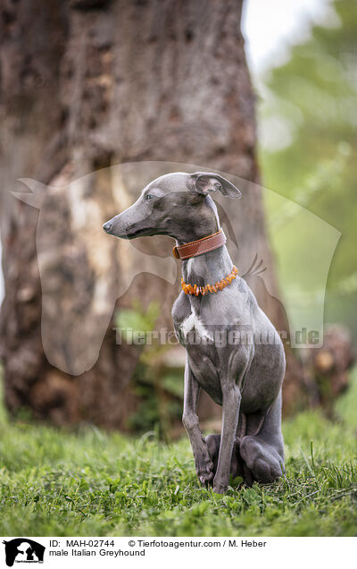 Italienisches Windspiel Rde / male Italian Greyhound / MAH-02744