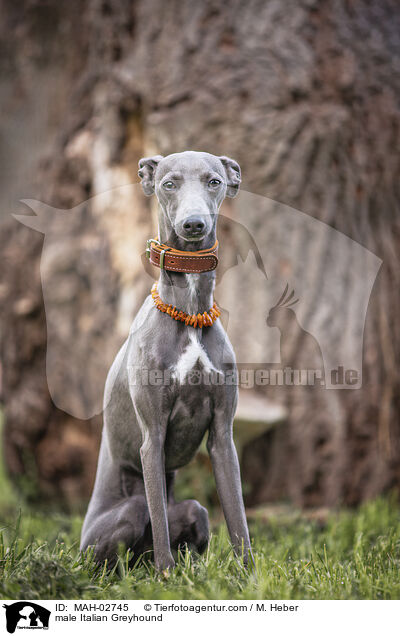 male Italian Greyhound / MAH-02745