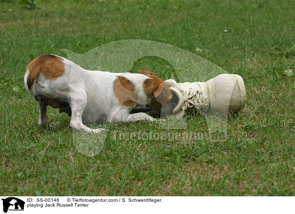 playing Jack Russell Terrier / SS-00146