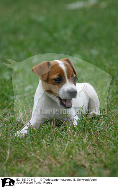 Jack Russell Terrier Puppy / SS-00147
