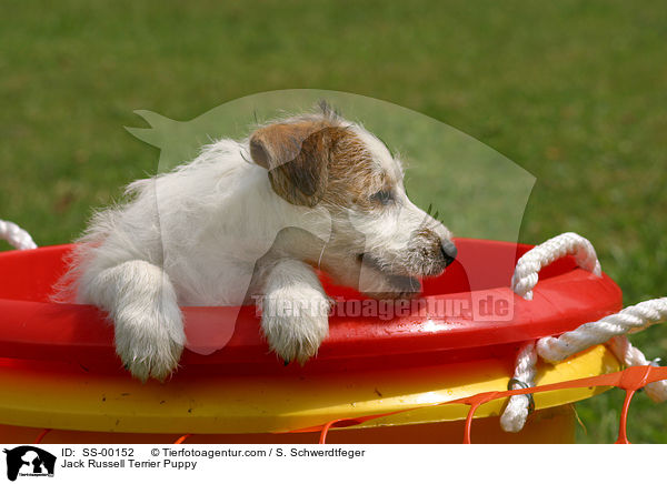 Jack Russell Terrier Welpe / Jack Russell Terrier Puppy / SS-00152