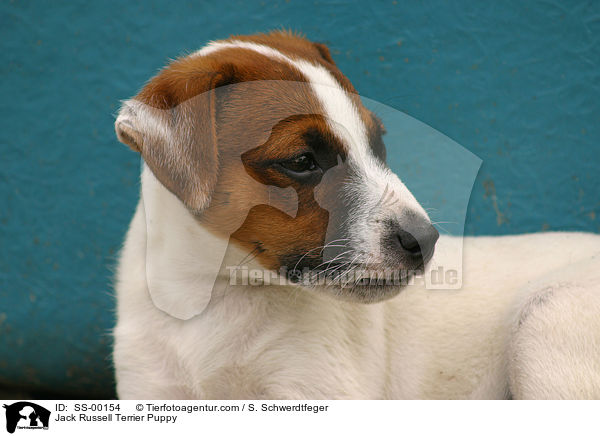 Jack Russell Terrier Welpe / Jack Russell Terrier Puppy / SS-00154
