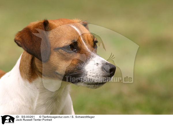 Jack Russell Terrier Portrait / SS-00261
