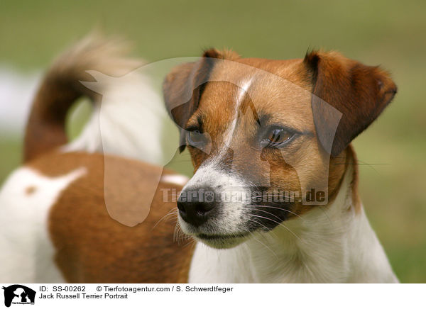 Jack Russell Terrier Portrait / SS-00262