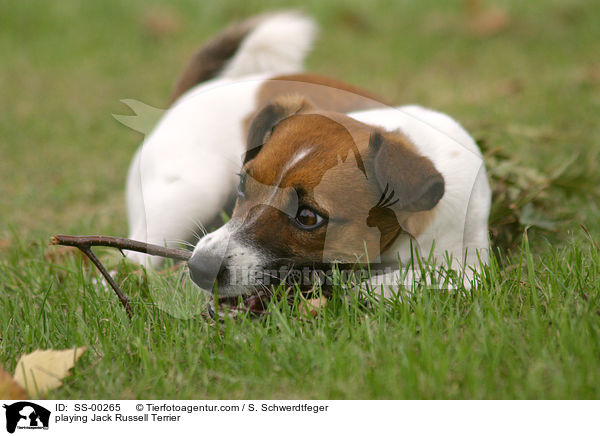 playing Jack Russell Terrier / SS-00265