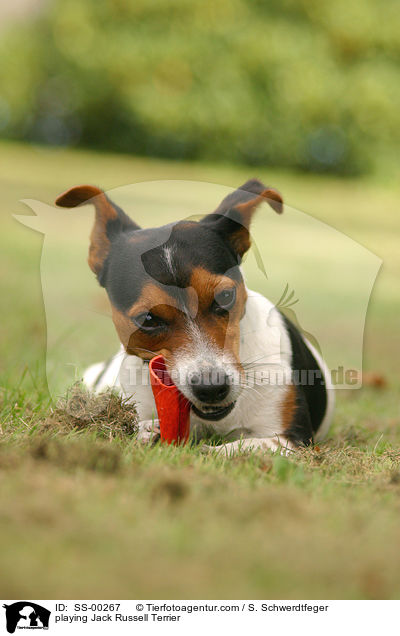 playing Jack Russell Terrier / SS-00267