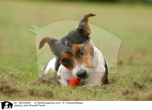 spielender Jack Russell Terrier / playing Jack Russell Terrier / SS-00269