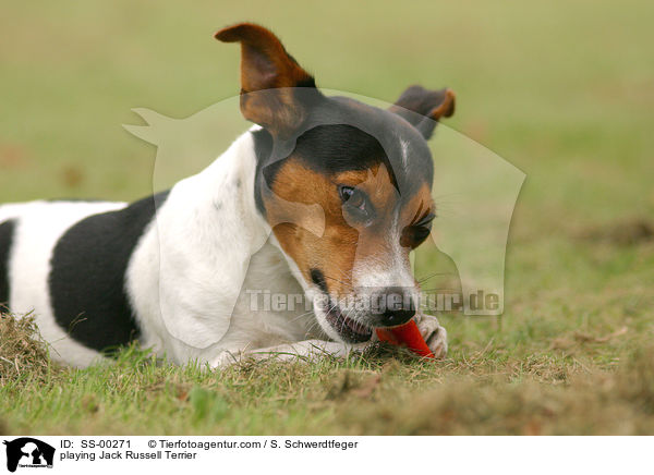 spielender Jack Russell Terrier / playing Jack Russell Terrier / SS-00271