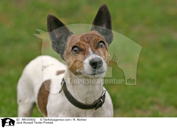 Jack Russell Terrier Portrait / Jack Russell Terrier Portrait / RR-00892