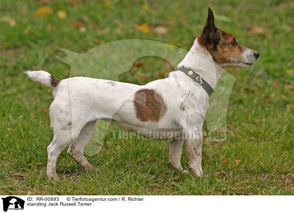 stehender / standing Jack Russell Terrier / RR-00893