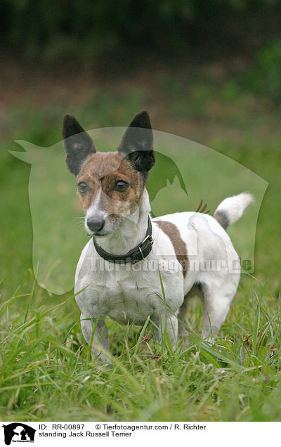 stehender / standing Jack Russell Terrier / RR-00897