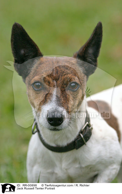 Jack Russell Terrier Portrait / Jack Russell Terrier Portrait / RR-00898