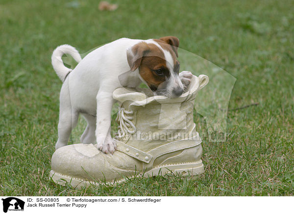 Jack Russell Terrier Welpe / Jack Russell Terrier Puppy / SS-00805