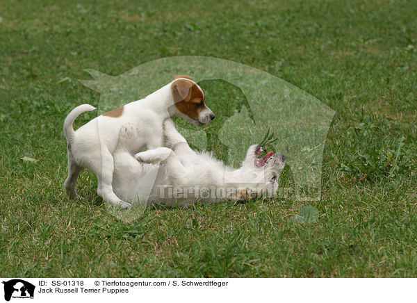 Jack Russell Terrier Puppies / SS-01318
