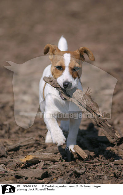 spielender Jack Russell Terrier / playing Jack Russell Terrier / SS-02470