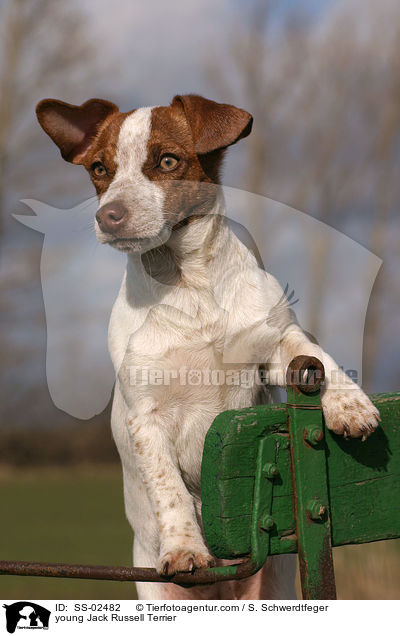 young Jack Russell Terrier / SS-02482