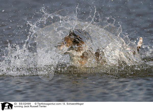 running Jack Russell Terrier / SS-02499